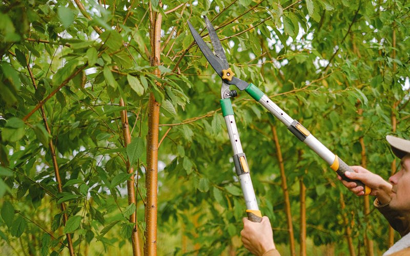 Tree trimming in Flaxville, MT